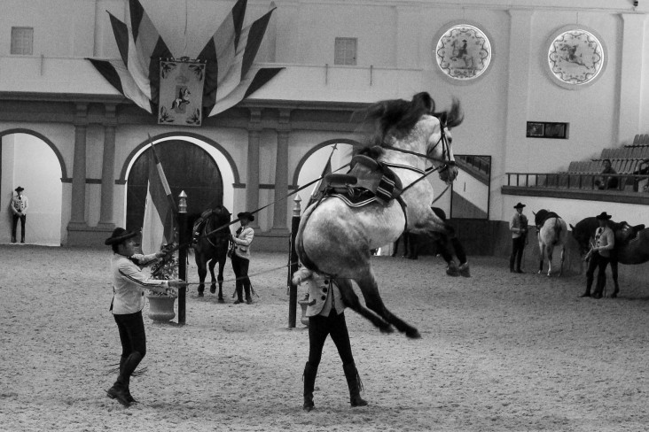 Real Escuela Arte Equestre-8
